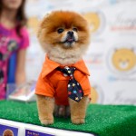 pomeranian dog meet the breeds