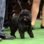 Banana Joe Affenpinscher Best in Show